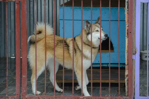 Laika Hayvan Barınağında Köpek Portresi — Stok fotoğraf