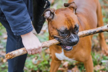 Alman boksör köpeği parkta sopa çiğniyor..