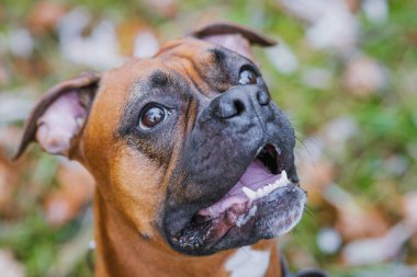 Parkta Alman boksör köpeği var..