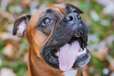 Parkta Alman boksör köpeği var..