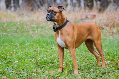 Parktaki Alman boksör köpeği..