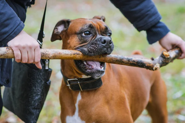German boxer dog chewing stick in the park.