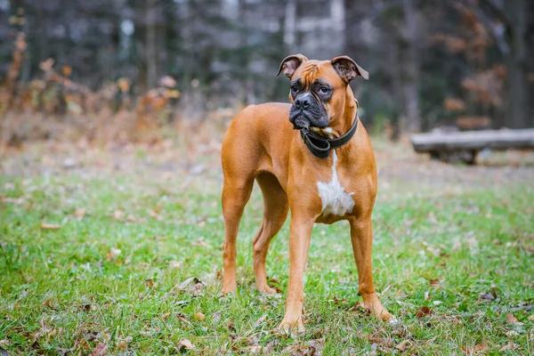 Parktaki Alman boksör köpeği..