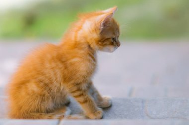 Sevimli kızıl, genç kedi yavrusu..