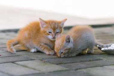 Tatlı zencefilli yavru kediler yemek yiyor..