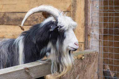 Capra, Lviv 'deki hayvan barınağında vahşi keçi..