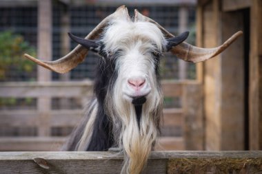 Capra, Lviv 'deki hayvan barınağında vahşi keçi..