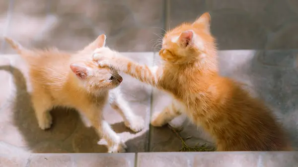 Zencefilli yavru kediler dışarıda oynuyor..