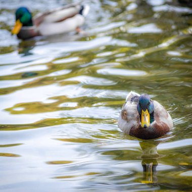 Mallard ördekleri gölette yüzer.. 