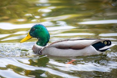 Gölette yüzen erkek ördek (Anas platyrhynchos) 