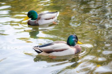 Mallard ördekleri gölette yüzer.. 