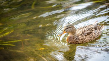 Dişi yaban ördeği. Göldeki ördek portresi.