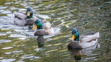Mallard ördekleri gölette yüzer.. 