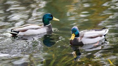 Mallard ördekleri gölette yüzer.. 