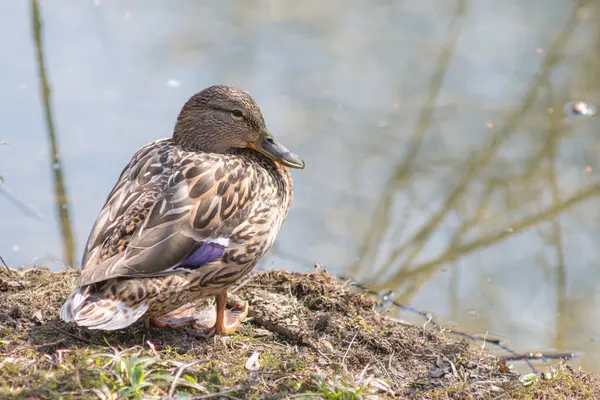Dişi yaban ördeği. Ördek portresi.