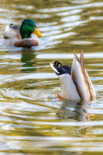 Erkek ördek suya dalıyor.