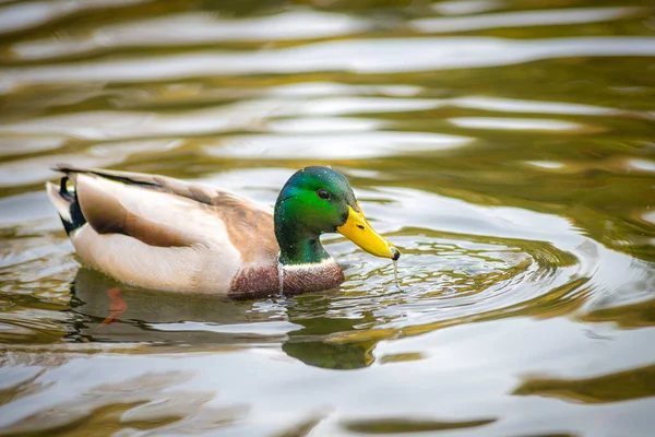 Gölette yüzen erkek ördek (Anas platyrhynchos) 