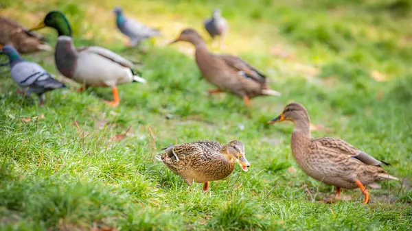 Yaban ördekleri (Anas platyrhynchos) çimenlerin arasında yürüyor.