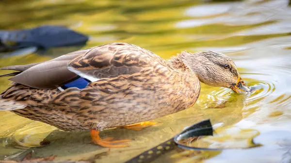 Dişi yaban ördeği. Göldeki ördek portresi.