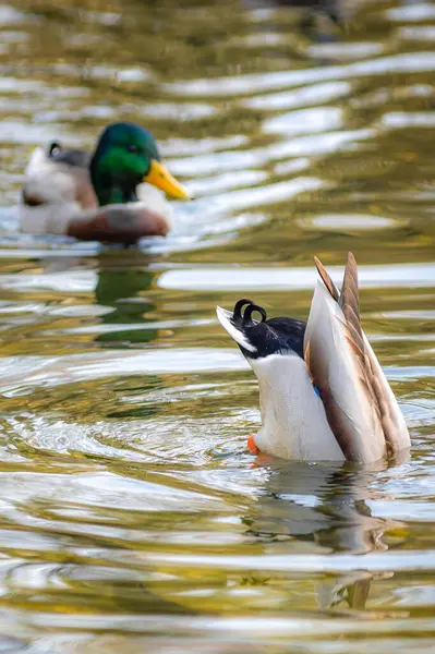 Erkek ördek suya dalıyor.