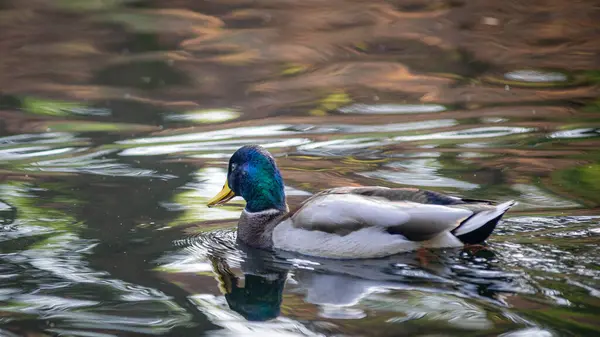 Gölette yüzen erkek ördek (Anas platyrhynchos) 