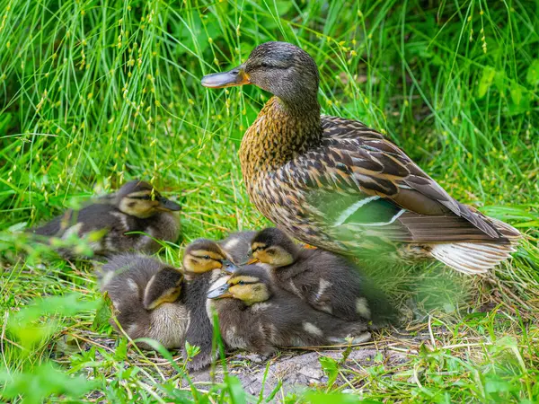 Mallard female with little ducklings in a living nature on the pond on a sunny day. Breeding season in wild ducks. Mallard duck with a brood in a colorful spring place. Little ducklings with mom duck.