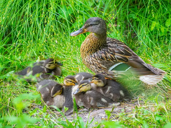 Mallard female with little ducklings in a living nature on the pond on a sunny day. Breeding season in wild ducks. Mallard duck with a brood in a colorful spring place. Little ducklings with mom duck.