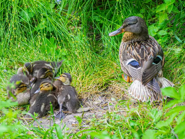 Güneşli bir günde gölde yaşayan küçük ördek yavrularıyla Mallard dişisi. Vahşi ördeklerin üreme mevsimi. Renkli bir bahar mevsiminde kuluçkaya yatmış Mallard ördeği. Anne ördekli küçük ördek yavruları. 