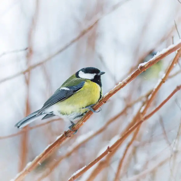Bird (great titmouse) in winter time. Closeup of one great tit sitting perched on tree branch during winter snow.