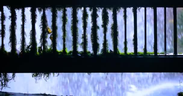 Mossy Wooden Balustrade Rapid Water Flow Background — Stock Video