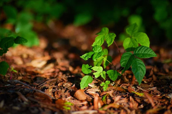 毒常春藤生长在森林里的有毒常春藤 危害环境 有毒植物的厚度 — 图库照片