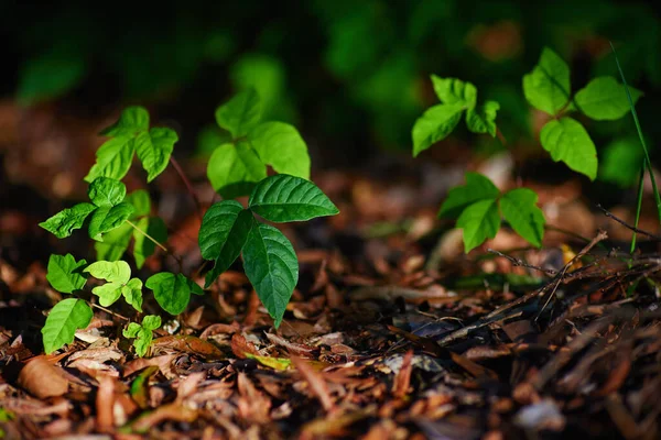 Poison Ivy Stalks Poison Ivy Plant Growing Garden Hazard Environment — Stock Photo, Image