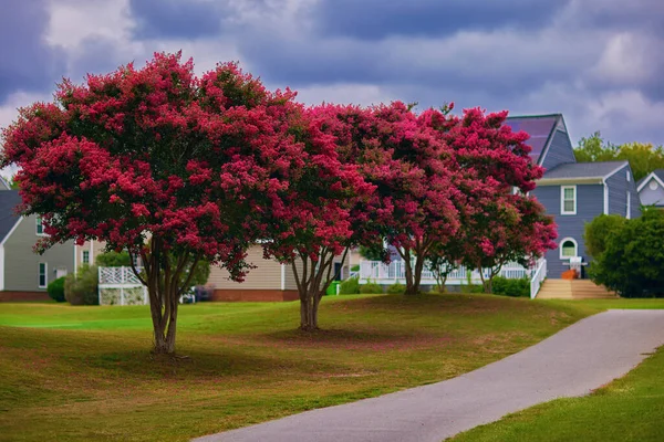 Bujny Kwitnące Crape Myrtle Drzew Zielonym Trawniku Schludnej Okolicy — Zdjęcie stockowe