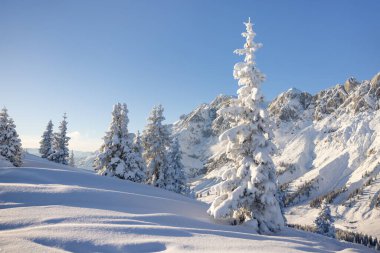 Alplerdeki çam ağaçlarından ve köknar ormanlarından geçen dağ zirveleri karla kaplıydı. Yüksek kalite fotoğraf
