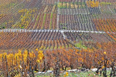 Üzüm bağlarında sonbahar renkleri