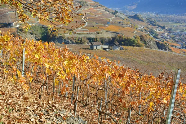 Herbstfarben Den Weinbergen Der Alpen — Stockfoto
