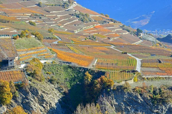 Осенние Цвета Виноградниках Альпах — стоковое фото