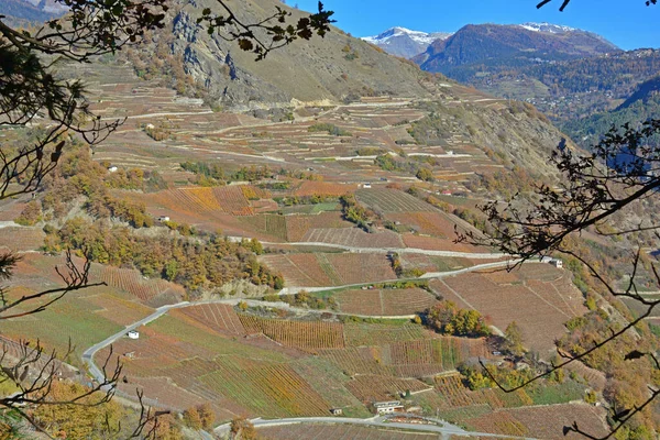 Herbstfarben Den Weinbergen Der Alpen — Stockfoto