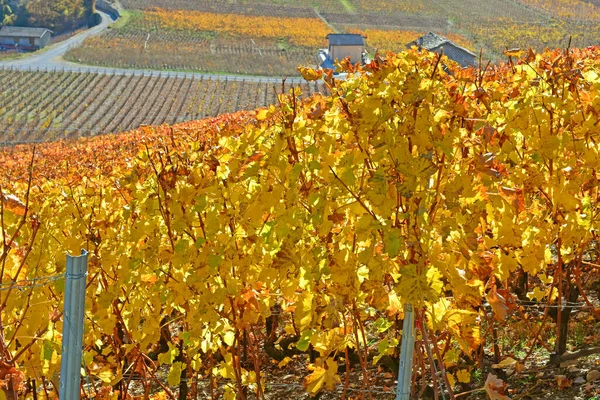 葡萄园里的秋天色彩 — 图库照片