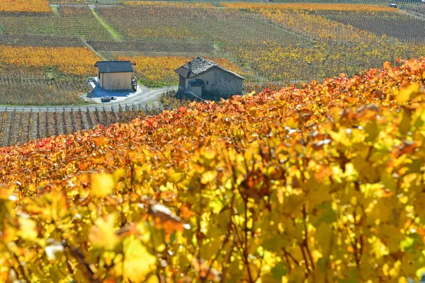 Herfst Kleuren Wijngaarden — Stockfoto