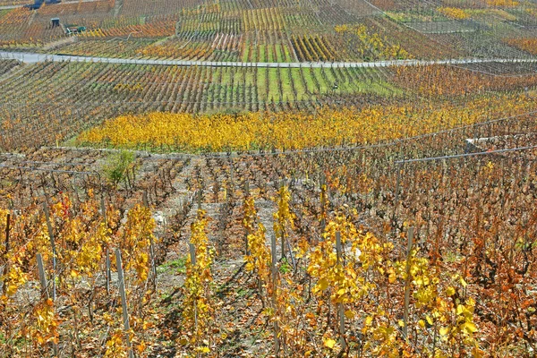 阿尔卑斯山葡萄园的秋天色彩 — 图库照片