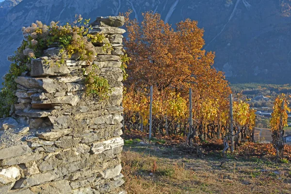 stock image Ruins covered in old man's beard in a vineyard in the fall, in the mountains