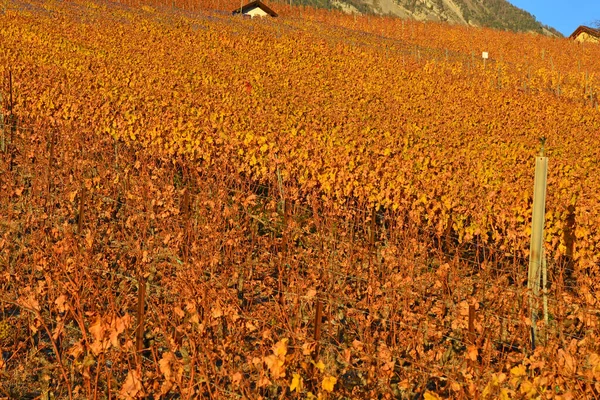 阿尔卑斯山葡萄园的秋天色彩 — 图库照片