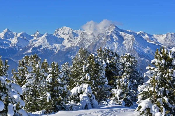 Ağaçlara Taze Kar Yağdı Sviçre Alpleri Arka Planda Sviçre Nin — Stok fotoğraf