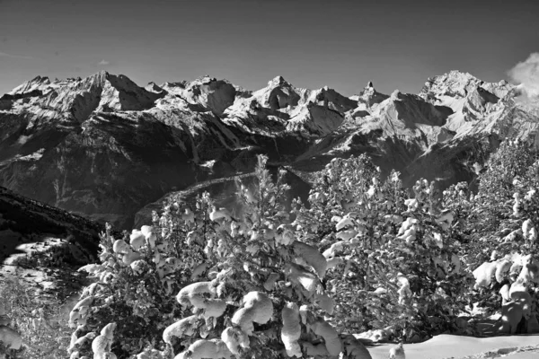 Monokrom Nysnö Träden Och Bernese Alperna Bakgrunden Valais Kanton Södra — Stockfoto