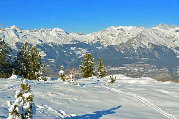 Verse Sneeuw Bomen Berner Alpen Achtergrond Het Wallis Kanton Zuid — Stockfoto
