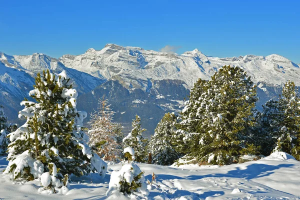 스위스 남부의 발레주칸 나무와 알프스산맥의 뒤편에 — 스톡 사진