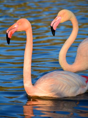 Derin sularda iki büyük flamingo