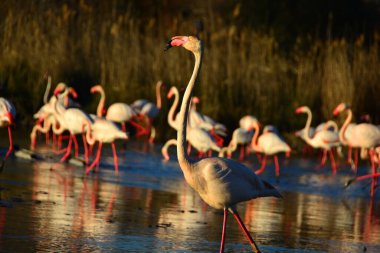 Başı dik yürüyen Büyük Flamingo