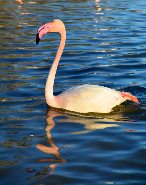 Ein Größerer Flamingo Tiefen Wasser — Stockfoto